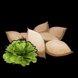 Biji Selada